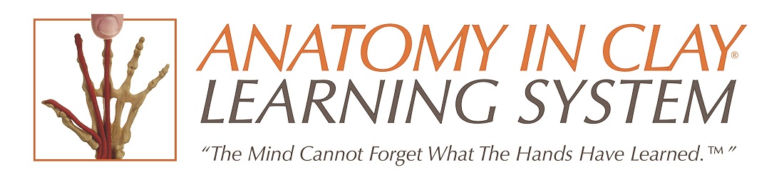 Anatomy In Clay Learning System